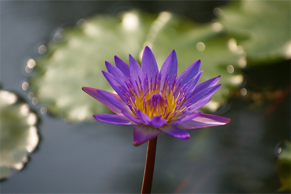 花盆與花的搭配(花盆與花的搭配圖片大全)